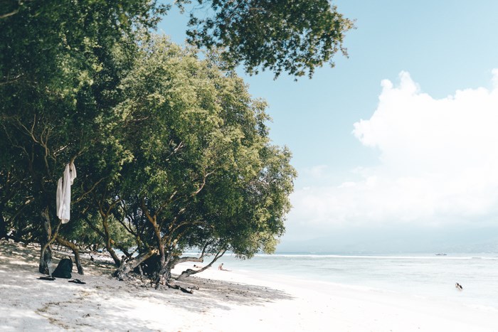 Trees on a sandy beach with the ocean and sky