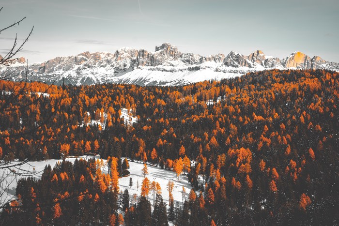Autumn forest with snow-capped Dolomites mountains in Italy