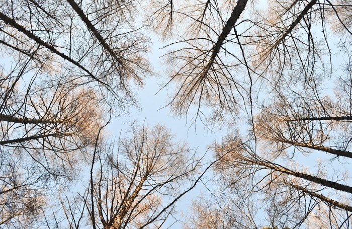 Looking up at bare trees against a blue sky