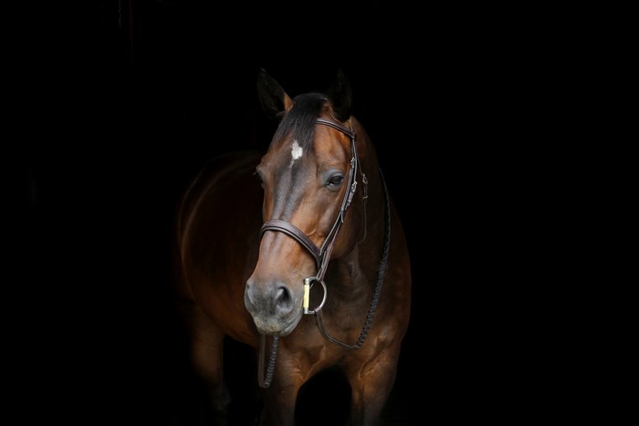 Brown horse with bridle on black background