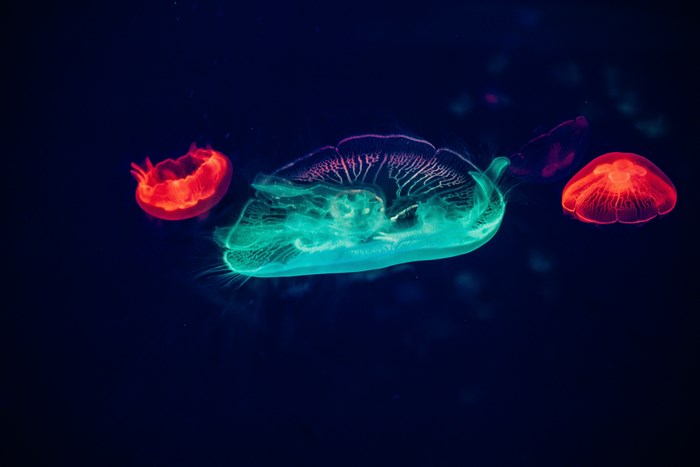 Three jellyfish glowing in dark water