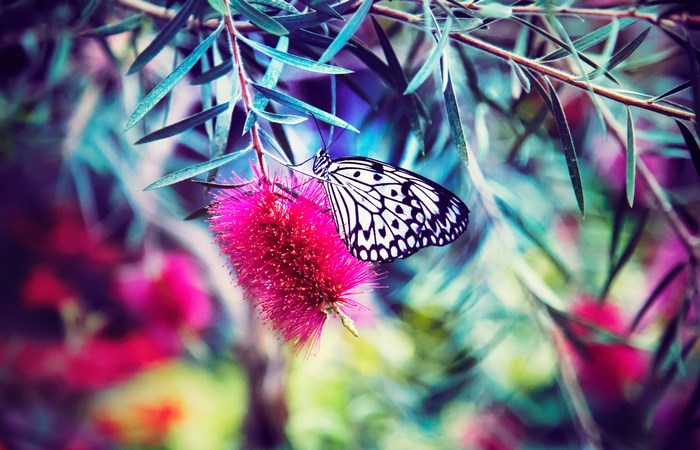 Black and white butterfly on a pink flower