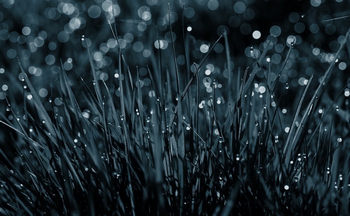 Close-up of grass with dew drops
