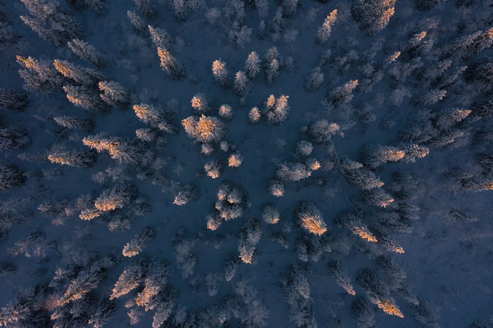 Aerial view of a snow-covered forest at dawn