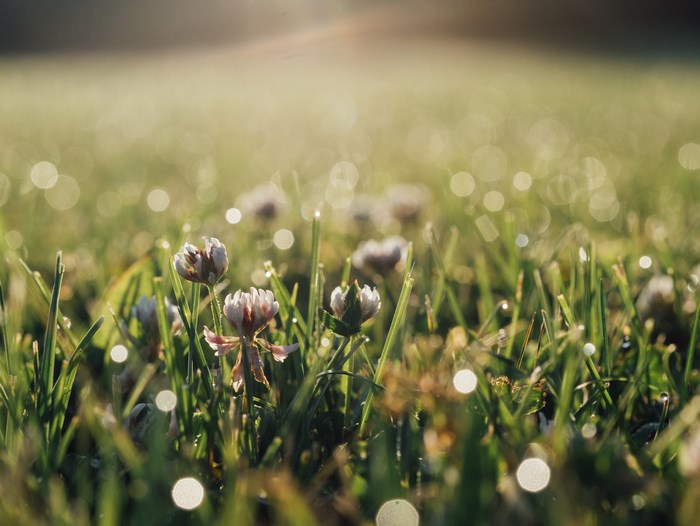 Close-up of clover flowers in morning dew