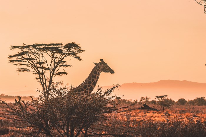 Giraffe in Kenya during sunset