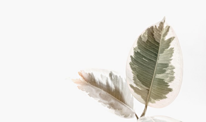 Minimalist Variegated Rubber Plant Leaves on White