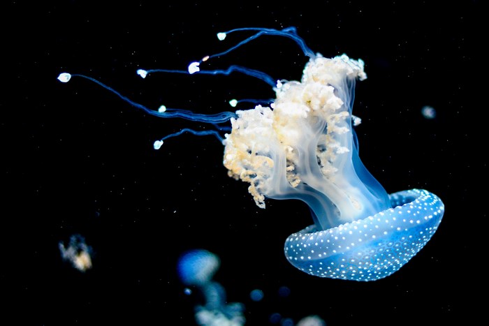 Blue jellyfish with white spots underwater