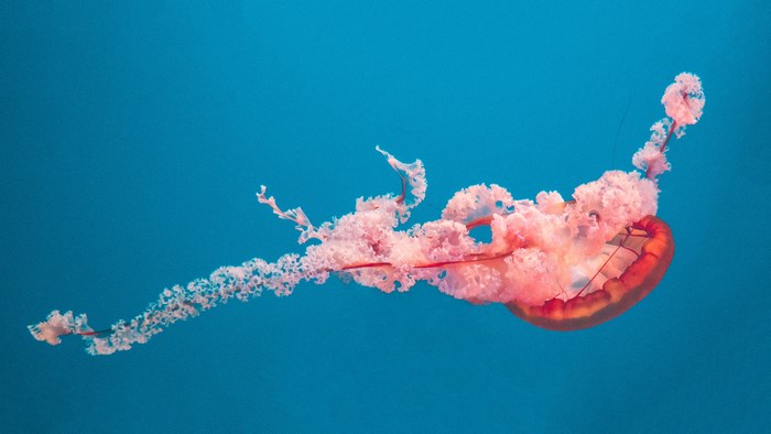 Pink jellyfish floating in blue water