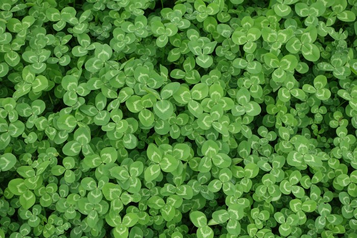 A dense carpet of green clover leaves