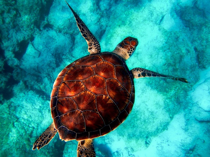 Sea turtle swimming in clear blue water