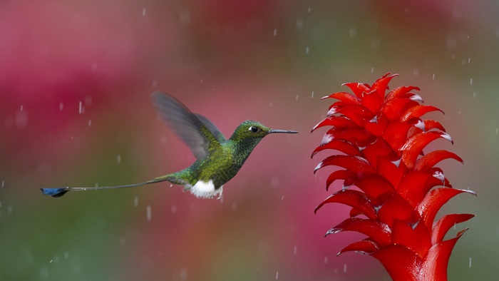 4K Hummingbird Feeding on Red Flower