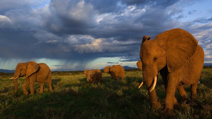 Elephants in a grassy field under stormy skies