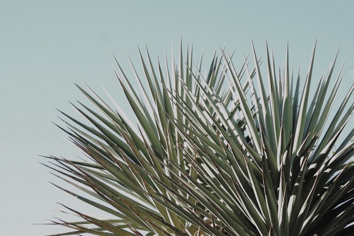 Green yucca plant against a pale blue sky