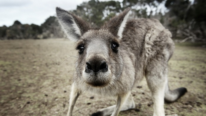 Kangaroo in a field, 4K
