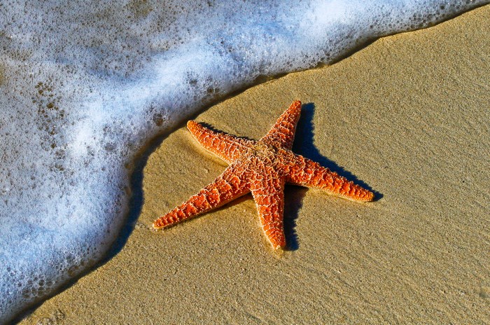 Orange starfish on a sandy beach with ocean foam