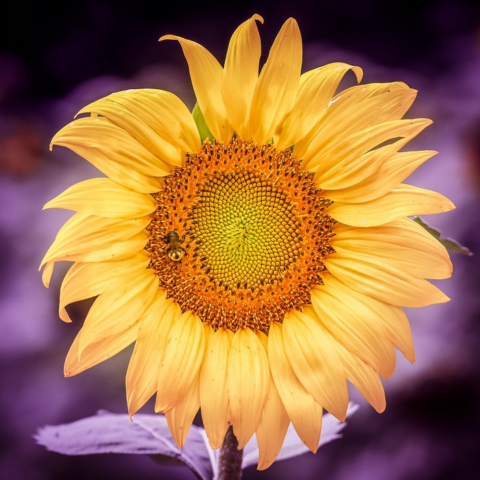 Close-up of a yellow sunflower with a bee