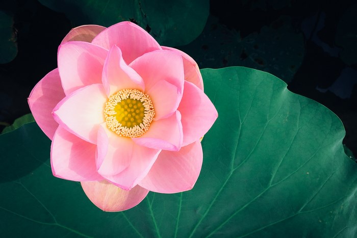 Pink lotus flower blooming on a dark background