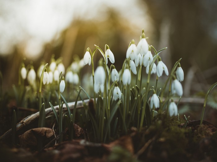 Close-up of white snowdrop flowers in spring