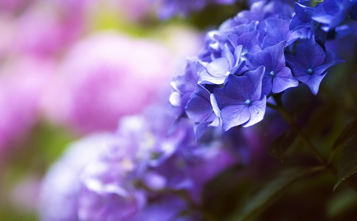 Beautiful blue and pink hydrangeas 4K