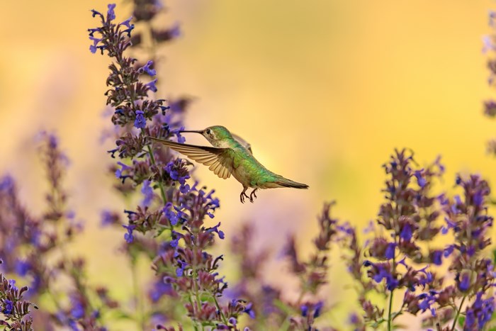 Hummingbird hovering near purple flowers with yellow background