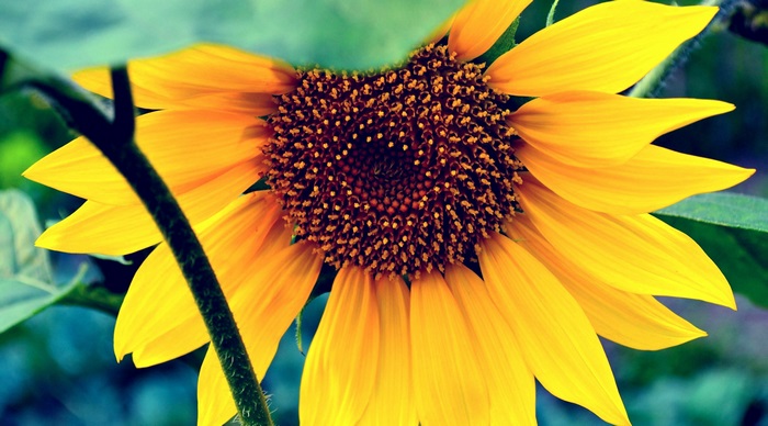 Sunflower 4K