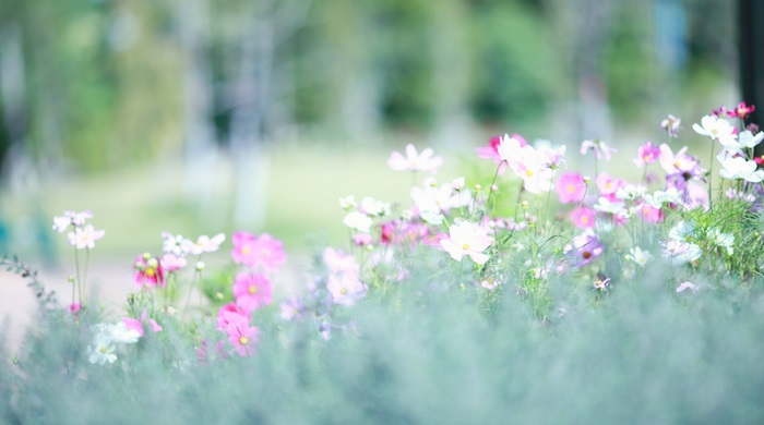Cosmos flowers in a meadow, 4K