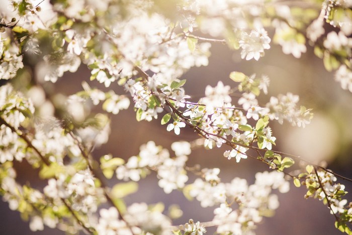 Close up of white cherry blossoms on a branch