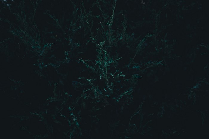 Dark evergreen plant with teal highlights