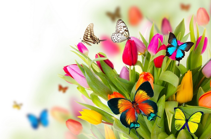 Colorful tulips and butterflies 4K