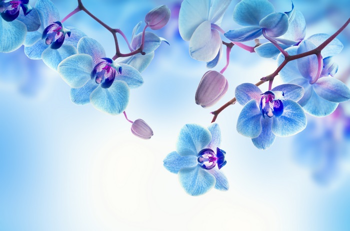 4K Blue Orchid Blossoms in Soft Light