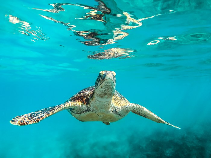 Sea turtle swimming underwater in clear blue ocean