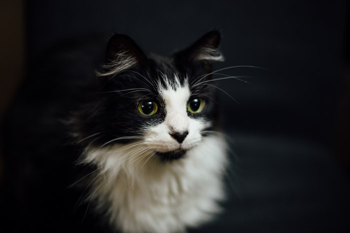 Black and White Cat with Green Eyes