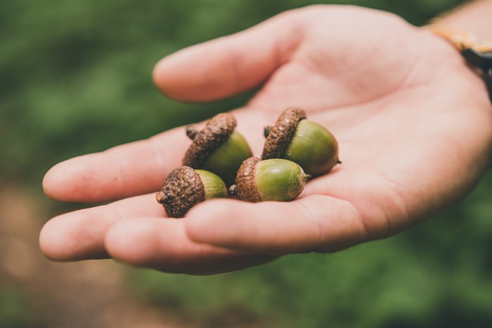 Hand holding four green acorns with brown caps