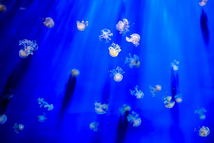 Many small jellyfish in blue water with light rays
