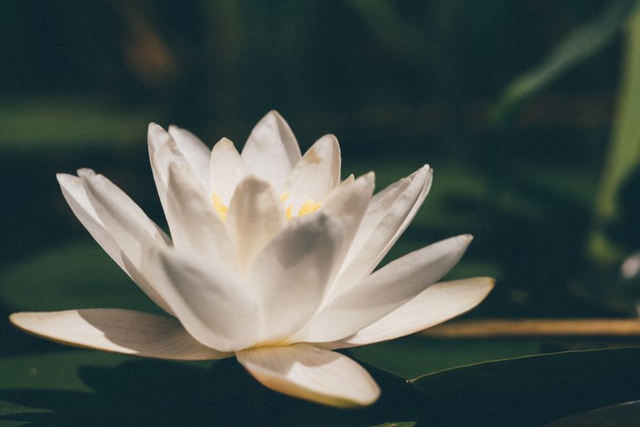 White water lily floating on dark water