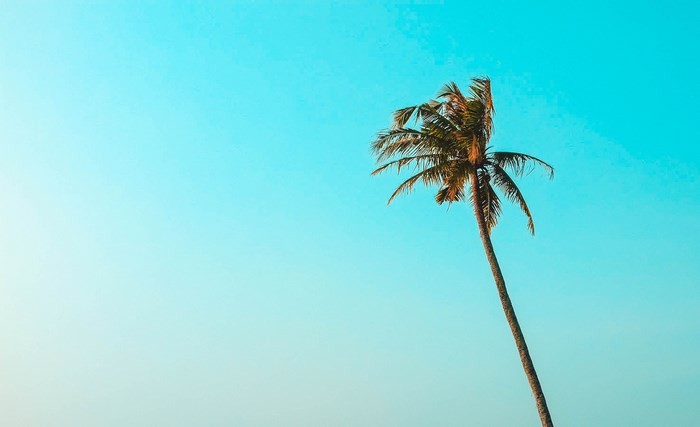 Minimalist palm tree against a bright blue sky