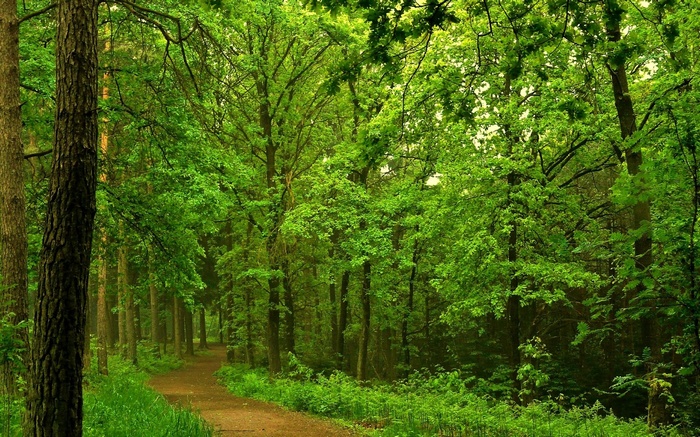 A winding path through a dense green forest