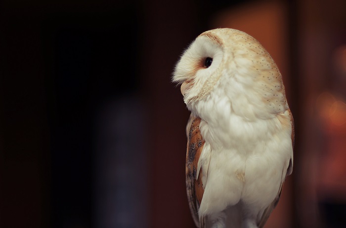 4K Close-up of a White Barn Owl