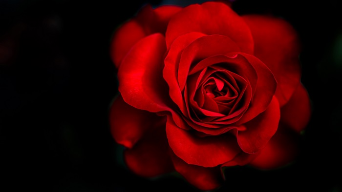 4K Close-Up of a Vibrant Red Rose