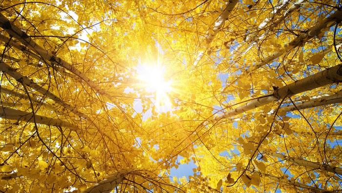 Sun shining through yellow aspen trees in 4K