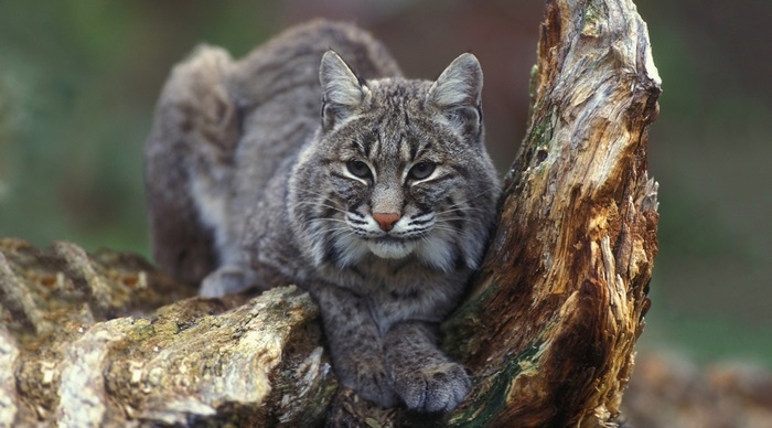 Bobcat on a log