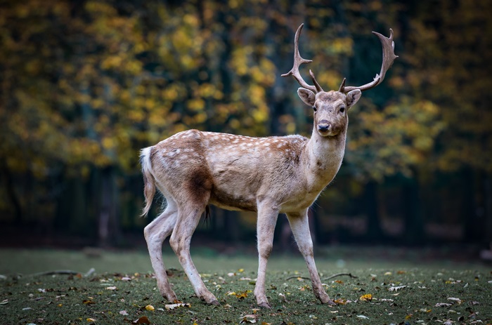 4K Image of Majestic Deer in Forest