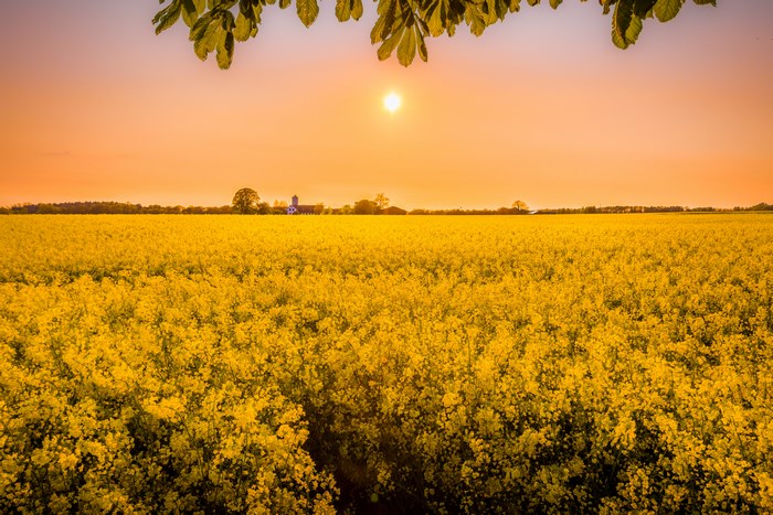 Field of yellow rapeseed flowers at sunset