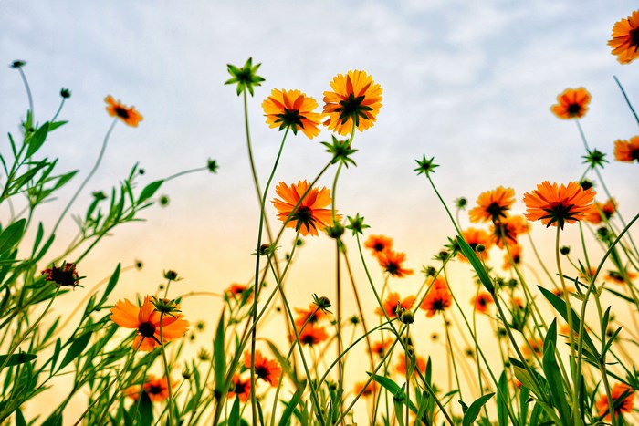 Orange wildflowers blooming against a bright sky