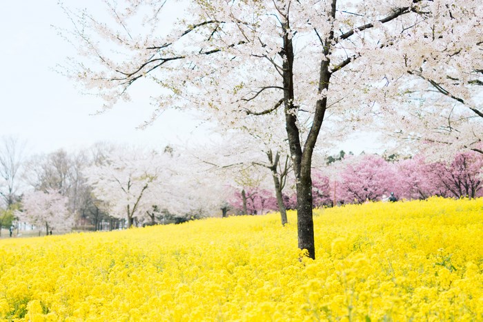Cherry blossoms and yellow flowers in Akagi Kogen, Japan