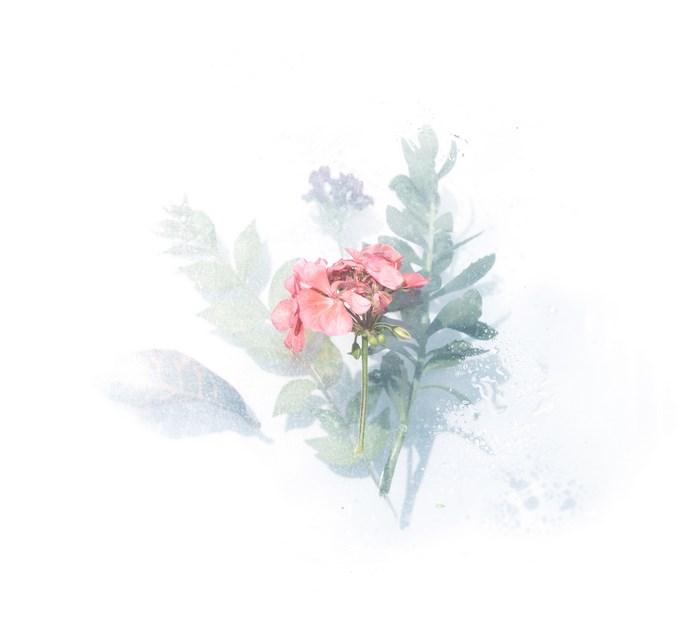Pink flower with green leaves and water droplets