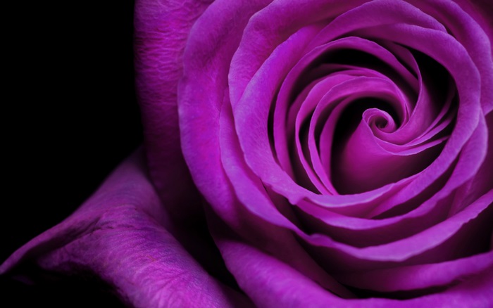 4K Close-Up Violet Rose Petals