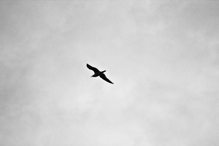 Silhouette of a seagull flying in a cloudy sky