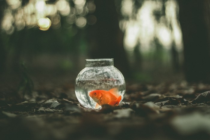 Goldfish in a bowl on the forest floor